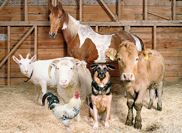 Farmacia veterinară, Farmacii veterinare online, Produse pentru deparazitarea animalelor